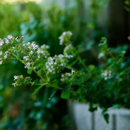 Kukucs Dezsafuerdo Vendeghaz * Etyek